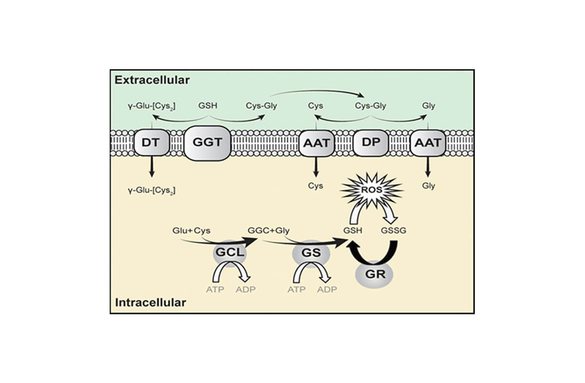 How Does Cells Produce Glutathione